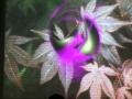 img079.jpeg.small.jpeg